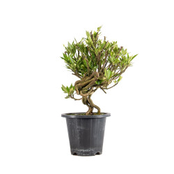 Gardenia jasminoides - B4973