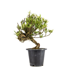 Gardenia jasminoides - B4973