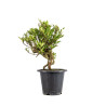 Gardenia jasminoides - B4973