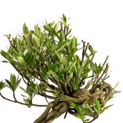 Gardenia jasminoides - B4973