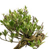 Gardenia jasminoides - B4973