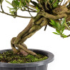 Gardenia jasminoides - B4973