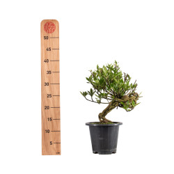 Gardenia jasminoides - B4973