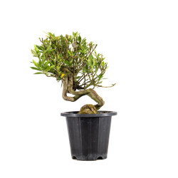 Gardenia jasminoides - B4975