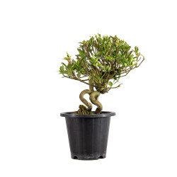 Gardenia jasminoides - B4975