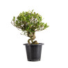 Gardenia jasminoides - B4975