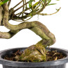 Gardenia jasminoides - B4975