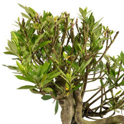 Gardenia jasminoides - B4975