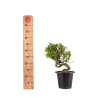 Gardenia jasminoides - B4975