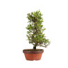 Gardenia jasminoides - B4976
