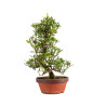 Gardenia jasminoides - B4976