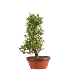 Gardenia jasminoides - B4976