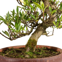 Gardenia jasminoides - B4976
