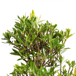 Gardenia jasminoides - B4976