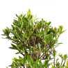 Gardenia jasminoides - B4976