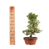 Gardenia jasminoides - B4976
