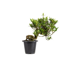 Gardenia jasminoides - B5013