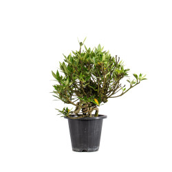 Gardenia jasminoides - B5013