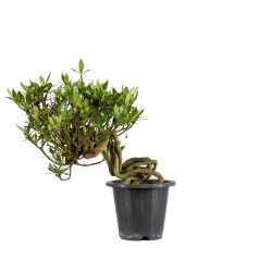 Gardenia jasminoides - B5013