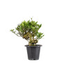 Gardenia jasminoides - B5013
