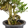 Gardenia jasminoides - B5013
