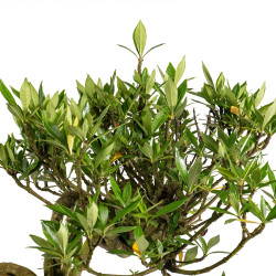 Gardenia jasminoides - B5013