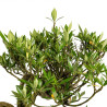 Gardenia jasminoides - B5013