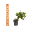 Gardenia jasminoides - B5013