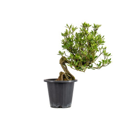 Gardenia jasminoides - B5014