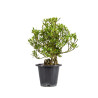 Gardenia jasminoides - B5014