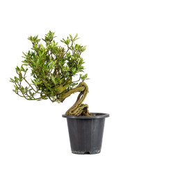 Gardenia jasminoides - B5014