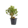 Gardenia jasminoides - B5014