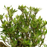 Gardenia jasminoides - B5014