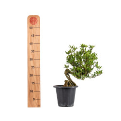 Gardenia jasminoides - B5014