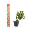 Gardenia jasminoides - B5014