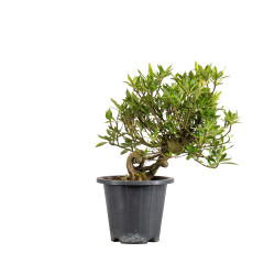 Gardenia jasminoides - B5017