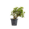 Gardenia jasminoides - B5017