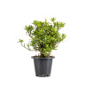 Gardenia jasminoides - B5017