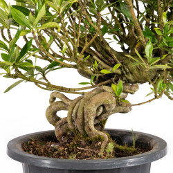 Gardenia jasminoides - B5017