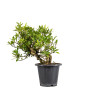 Gardenia jasminoides - B5017