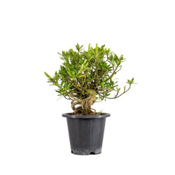 Gardenia jasminoides - B5017