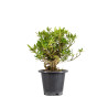 Gardenia jasminoides - B5017