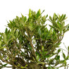 Gardenia jasminoides - B5017