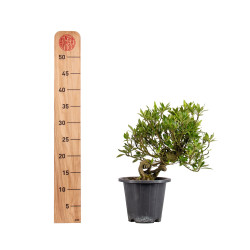 Gardenia jasminoides - B5017