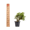 Gardenia jasminoides - B5017