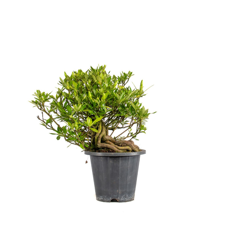 Gardenia jasminoides - B5018