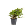 Gardenia jasminoides - B5018