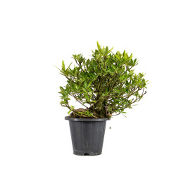 Gardenia jasminoides - B5018