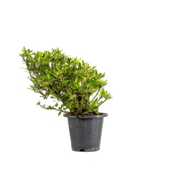 Gardenia jasminoides - B5018