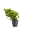 Gardenia jasminoides - B5018